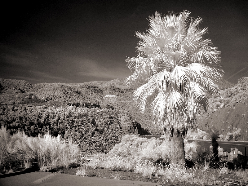 Lone Palm East of Mesa, AZ � Dave Hickey